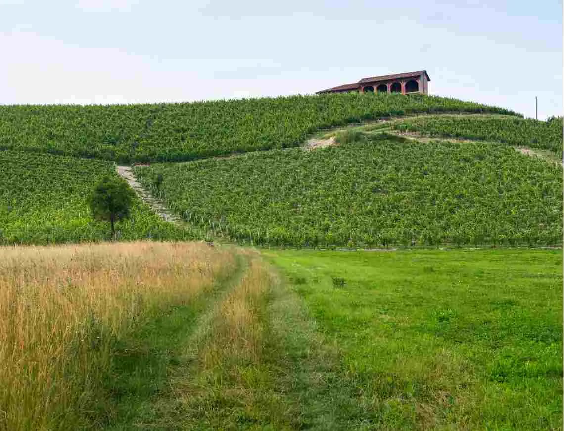 Monferrato winyard - 799x610