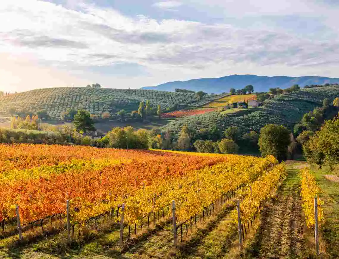 Umbria countryside - 799x610