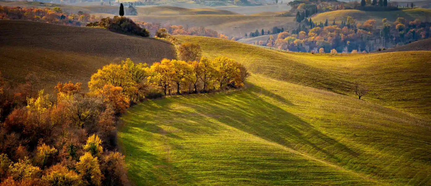Best Olive Oil Tours in Tuscany Feature Image - 1390x600