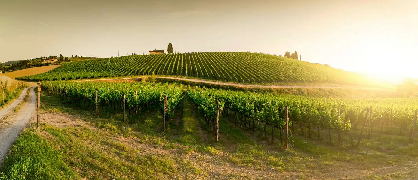 Best Wine Tours in Tuscany Feature Image - 1390x600
