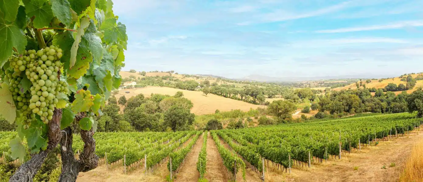 Best Cooking classes in Chianti Feature Image - 1390x600